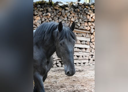 Murgese, Ruin, 5 Jaar, 157 cm, Roan-Blue
