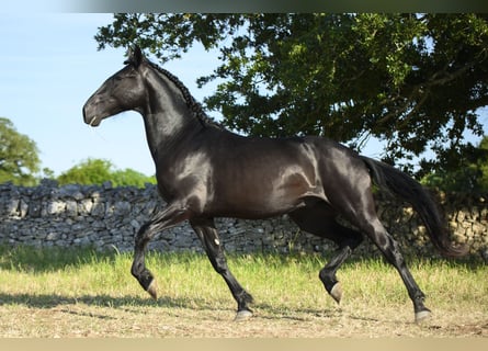Murgese, Stallion, 2 years, 15.2 hh, Black