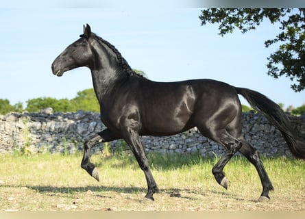 Murgese, Stallion, 2 years, 15.2 hh, Black