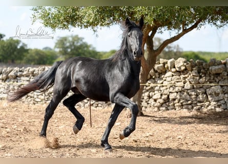 Murgese, Stallion, 2 years, 15 hh, Black