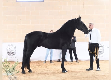 Murgese, Stallion, 2 years, 15,2 hh, Black