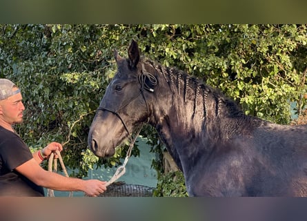 Murgese, Stallion, 2 years, 15,2 hh, Black