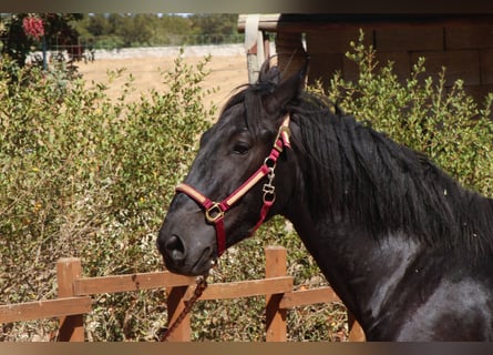 Murgese, Stallion, 2 years, 16 hh, Black