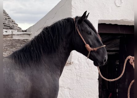 Murgese, Stallion, 2 years, 16 hh, Black