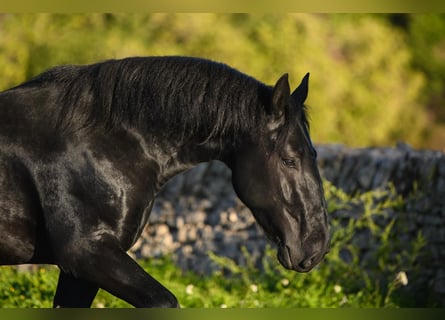 Murgese, Stallion, 3 years, 15.1 hh, Black