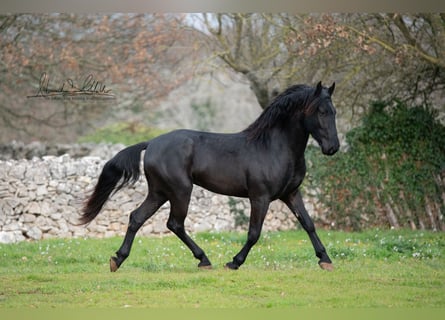 Murgese, Stallion, 3 years, 15.3 hh, Black