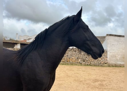 Murgese, Stallion, 3 years, 15,2 hh, Black