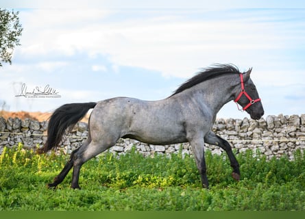 Murgese, Stallion, 3 years, 15,2 hh, Roan-Blue