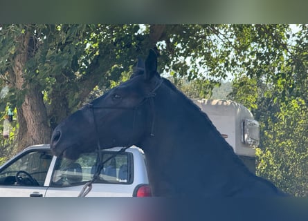 Murgese, Stallion, 3 years, 16 hh, Black
