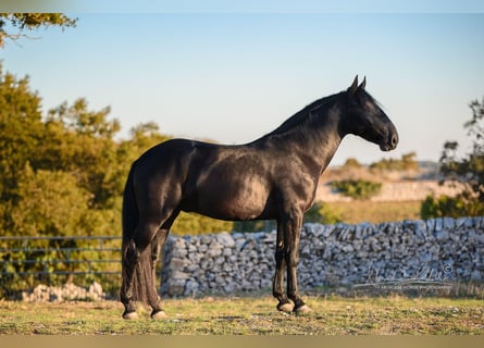 Murgese, Stallion, 4 years, 15.1 hh, Black