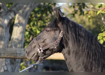 Murgese, Stallion, 4 years, 15.2 hh, Black