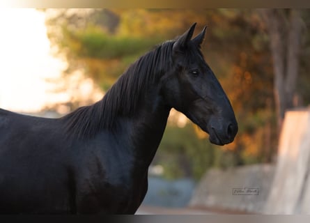 Murgese, Stallone, 2 Anni, 157 cm, Morello