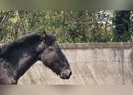 Murgese, Stallone, 2 Anni, 157 cm, Morello