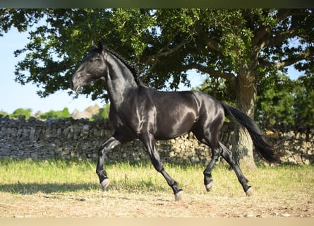Murgese, Stallone, 2 Anni, 158 cm, Morello