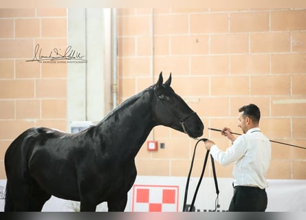 Murgese, Stallone, 2 Anni, 160 cm, Morello