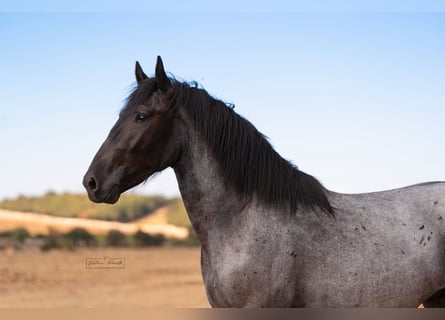 Murgese, Stallone, 2 Anni, 160 cm, Roano blu