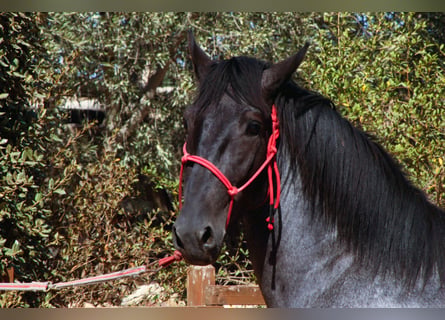 Murgese, Stallone, 2 Anni, 160 cm, Roano blu