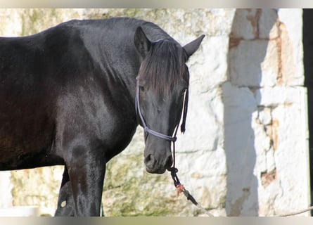 Murgese, Stallone, 2 Anni, 161 cm, Morello