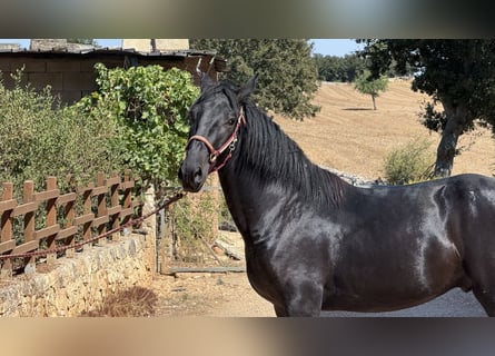 Murgese, Stallone, 2 Anni, 164 cm, Morello