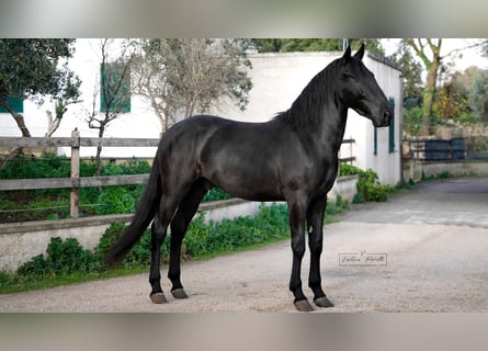 Murgese, Stallone, 3 Anni, 155 cm, Morello