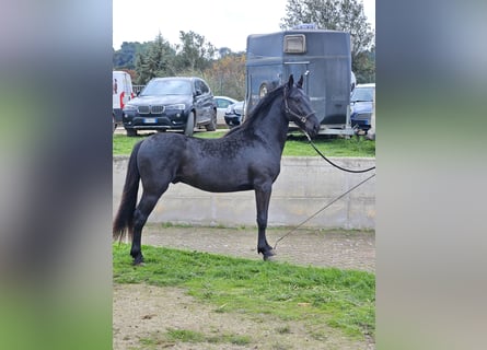 Murgese, Stallone, 3 Anni, 157 cm, Morello