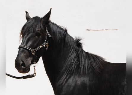 Murgese, Stallone, 3 Anni, 157 cm, Morello
