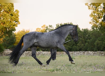 Murgese, Stallone, 3 Anni, 164 cm, Roano blu