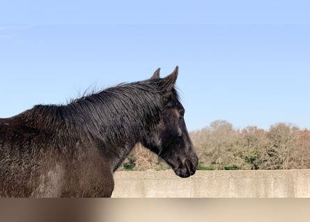 Murgese, Stute, 2 Jahre, 160 cm, Rappe