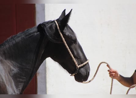 Murgese, Stute, 2 Jahre, 160 cm, Rappe