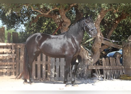 Murgese, Stute, 2 Jahre, 163 cm, Rappe