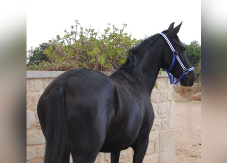 Murgese, Stute, 3 Jahre, 150 cm, Rappe