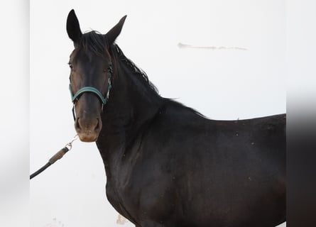 Murgese, Stute, 3 Jahre, 155 cm, Rappe