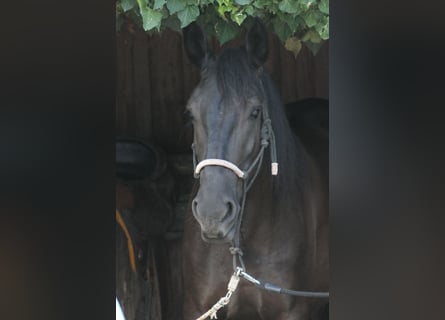 Murgese, Stute, 4 Jahre, 160 cm, Rappe