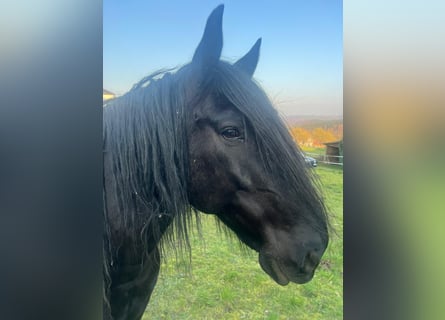 Murgese, Wałach, 10 lat, 158 cm, Kara