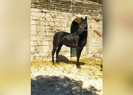 Murgese, Wałach, 3 lat, 150 cm, Kara