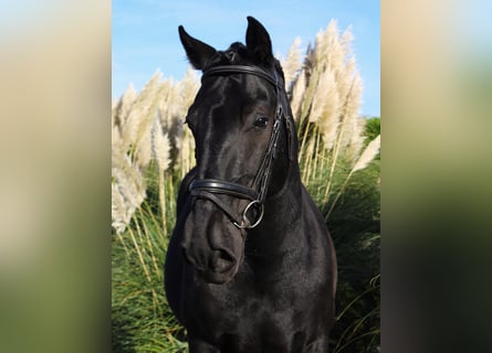 Murgese, Wałach, 7 lat, 163 cm, Kara