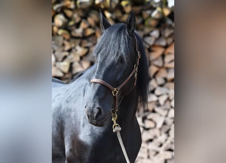 Murgese, Wałach, 7 lat, 167 cm, Kara