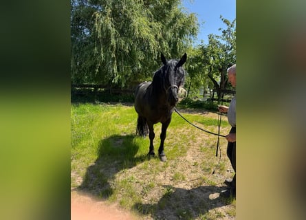 Murgese, Wallach, 10 Jahre, 165 cm, Rappe