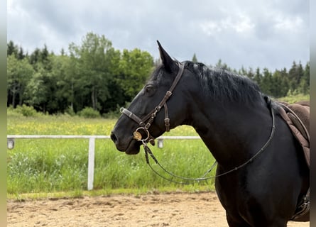 Murgese, Wallach, 13 Jahre, 159 cm, Rappe