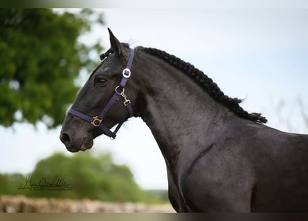 Murgese, Wallach, 3 Jahre, 160 cm, Rappe