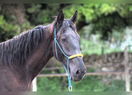 Murgese, Wallach, 3 Jahre, 163 cm, Rappe