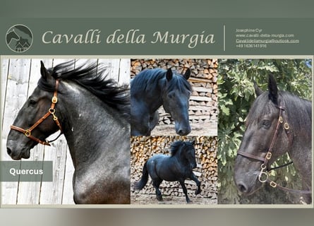 Murgese, Wallach, 5 Jahre, 157 cm, Roan-Blue