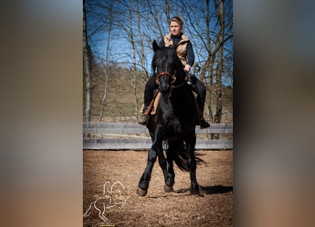 Murgese, Wallach, 9 Jahre, 155 cm, Rappe