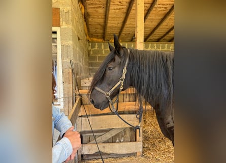 Murgese/caballo de las Murgues, Caballo castrado, 11 años, 165 cm, Negro
