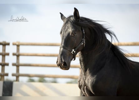 Murgese/caballo de las Murgues, Caballo castrado, 3 años, 160 cm, Negro