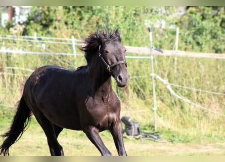 Murgese/caballo de las Murgues, Caballo castrado, 3 años, 163 cm, Negro