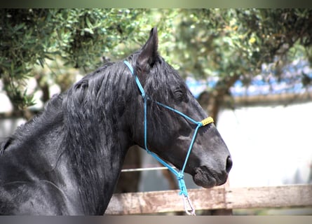 Murgese/caballo de las Murgues, Caballo castrado, 4 años, 161 cm, Negro