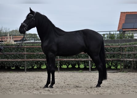Murgese/caballo de las Murgues, Caballo castrado, 4 años, 162 cm, Negro