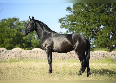 Murgese/caballo de las Murgues, Semental, 2 años, 158 cm, Negro