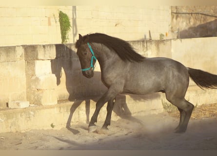 Murgese/caballo de las Murgues, Semental, 2 años, 160 cm